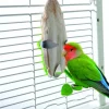 Caitec Featherland Paradise Cuttlebone Holder Bird Toy -Wellness CORE || Caitec Sales 2022 311661 MAIN. SY630 V1626733046